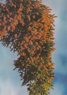 Cypress , Cupressus Sempervirens L. - Trees