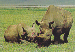 Rhino Rhinoceros Kenya - Rhinozeros
