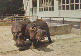Hippo Zagreb Croatia Zoo - Nijlpaarden