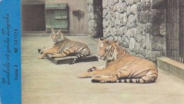 Tiger Felis Tigris - Zagreb Croatia Zoo Entrance Ticket Postcard - Tigres
