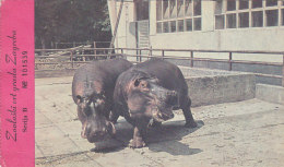 Hippo Hippopotamus Amphibius Zagreb Croatia Zoo Entrance Ticket Postcard - Flusspferde