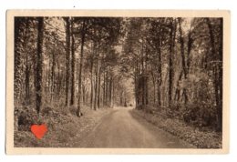 07897-LE-49-Maison De Convalescence Et De Repos Du Chillon-LE LOUROUX-BECONNAIS-Un Sous-bois Dans Le Parc - Le Louroux Beconnais