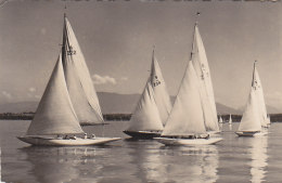 Suisse - Creux De Genthod - Courses Bâteaux Voiliers Régates - 1952 - Genthod