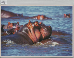 Flusspferd,  Hippo, Hippopotames, Ippopotami - Foto: Hans Rüdiger Koop - Hippopotamuses