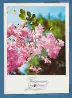 213520 / Flowers Fleurs Blumen - Tree Blossomed  " HAPPY SPRING " - Photo DIMO ROGEV , Bulgaria Bulgarie Bulgarien - Arbres