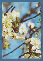 213526 / Flowers Fleurs Blumen - Tree Blossomed  - Photo L. DOICHEV , Bulgaria Bulgarie Bulgarien Bulgarije - Arbres