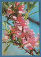 213538 / Flowers Fleurs Blumen -  Tree Blossomed - Photo L. TSANKOV , Bulgaria Bulgarie Bulgarien Bulgarije - Arbres