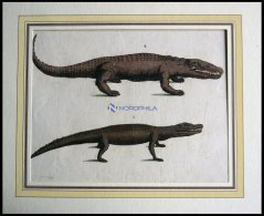 Amphibien: 2 Verschiedene Amphibien (Krokodil Und Kaiman) Auf Einem Blatt, Altkolorierter Kupferstich Aus F.P. Wilmsens - Litografia