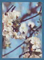 213552 / Flowers Fleurs Blumen -  Tree Blossomed   - Photo L. DOYCHEV , Bulgaria Bulgarie Bulgarien Bulgarije - Arbres