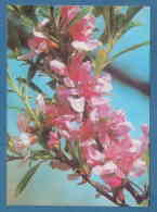 213554 / Flowers Fleurs Blumen -  Tree Blossomed   - Photo L. TSANKOV , Bulgaria Bulgarie Bulgarien Bulgarije - Arbres