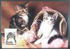 Australia 1991 Pets 43c Kitten Maxicard First Day Of Issue - Brieven En Documenten