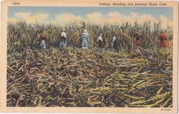 Cutting, Shocking And Stocking Sugar Cane, Unused Linen Postcard [17926] - Other & Unclassified