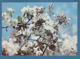 213800 / Flowers Fleurs Blumen - Tree Blossomed  - Photo R. ILIEV , Bulgaria Bulgarie Bulgarien Bulgarije - Trees