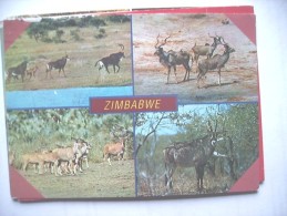 Africa Zimbabwe Animals - Simbabwe
