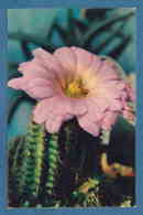 213950 /  Cactus Cactaceae Kakteengewächse - Echinocereus Viereckii  , Photo V. TIHOMIROVA , Russia Russie Russland - Cactus