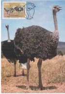 3043    Maxima  Maltahohe 1985, Sud Africa, Avestruz , Struisvogel, Autruche, Ostrich,  Volstruis - Avestruces