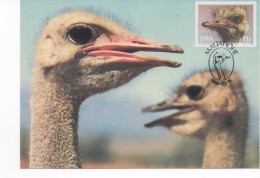 3043    Maxima  Maltahohe 1985, Sud Africa, Avestruz , Struisvogel, Autruche, Ostrich,  Volstruis - Ostriches