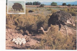 3043    Maxima  Maltahohe 1985, Sud Africa, Avestruz , Struisvogel, Autruche, Ostrich,  Volstruis - Ostriches