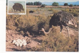3043    Maxima  Maltahohe 1985, Sud Africa, Avestruz , Struisvogel, Autruche, Ostrich,  Volstruis - Straussen- Und Laufvögel
