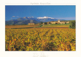 66 Pyrénées Roussillon Vignobles Près De Sainte-Colombe Le Canigou Enneigé (2785m) Un Certain Regard Paul Palau TBE - Roussillon