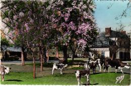 EN NORMANDIE ,POMMIERS EN FLEURS ET POIRIERS BLANCS ,ET LES VACHES REF 47102 - Arbres