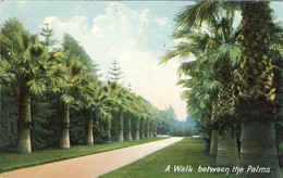 A Walk Between The Palms, 2 Scans - Palm Beach