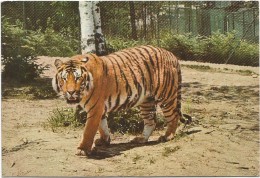 R955 Tigre - Tiger - Getigert - Panthera Tigris - Zoo Safari Pombia (Novara) / Non Viaggiata - Tigers