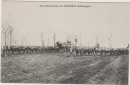 AUX ENVIRONS De SYDNEY (AUSTRALIE) - ATTELAGES - Sydney