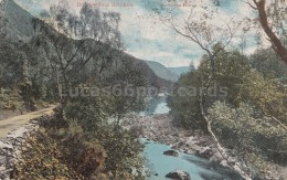 Borrowdale Birches - Borrowdale