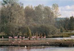 CARTE POSTALE : PARC DE SAINT VRAIN . FLAMANTS DE CUBA ET PELICAN . - Saint Vrain