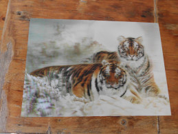 3D Postcards    Big Format Tigers - Tigres