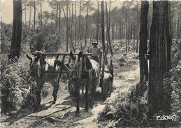 En Gascogne - Attelage Des Mules Landaises - Paysage D'Art E. Vignes - Attelages