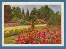 214235 / TREE , Flowers Fleurs Blumen - Deutsche Garten , Photo , Germany Allemagne Deutschland - Arbres