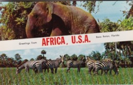 Alabama Boca Raton Greetings From Africa U S A With Elephant & Zebras - Zebras