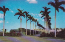 Alabama Hallandale Royal Palms Along Entrance To Gulfstream Park Race Course Horse Racing - Trees