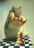 CHESS * SPORT * SQUIRREL * CHIPMUNK * ANIMAL * Caissa CCC 0114 * Hungary - Echecs