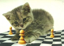 CHESS * SPORT * CAT * KITTY * ANIMAL * Caissa CCC 0126 * Hungary - Echecs