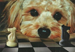 CHESS * SPORT * DOG * DOGGIE * ANIMAL * Caissa CCC 0138 * Hungary - Echecs