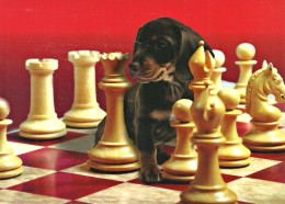 CHESS * SPORT * DOG * DOGGIE * ANIMAL * Caissa CCC 0145 * Hungary - Echecs