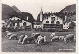 Suisse - Alt-Silvaplana - Village - Moutons - RARE - Silvaplana