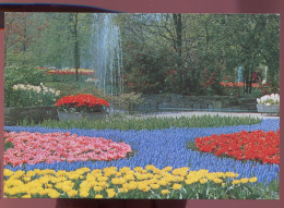 CPM Neuve PAYS-BAS LISSE " Keukenhof " Champ De Fleurs - Lisse