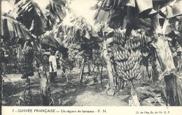 AFRIQUE - GUINEE FRANCAISE - CONAKRY - UN Régime De Bananes - Guinée Française