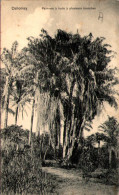 DAHOMEY - Palmiers à Huile à Plusieurs Branches - Benín
