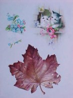 CHROMO XIX ° Planche CHAT CHATON FEUILLE , FLEURS , Old , Cat Kitten , Leave , Flowers Katze  Recto Verso  Prix Fixe - Animals