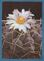 214532 / Cactus Cactaceae Kakteengewächse - Photo YANUSH ALURKOV , Bulgaria Bulgarie Bulgarien Bulgarije - Sukkulenten