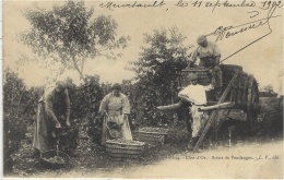 114- CÔTE-d´OR - Scène De Vendanges -ed. L. V.  Carte Expédiée De Meursault - Meursault