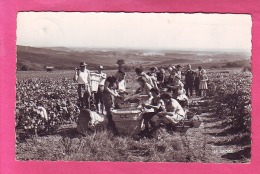 AY Marne La Champagne Scènes De Vendanges - CP Adressée à Sury En Vaux - Ay En Champagne