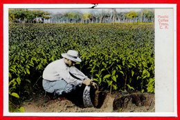 AMERIQUE - COSTA RICA --  Mastic Coffee Trees - Costa Rica