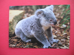 Koala - Outback