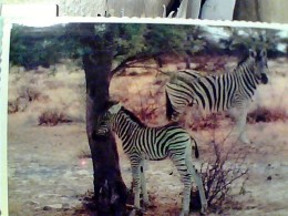 SUD AFRIKA  ZEBRA  SEBRA VB1980   FN3437 - Zebras